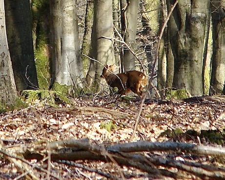 muntjac